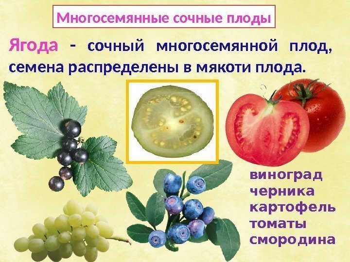 Многосемянные сочные плоды Ягода -  сочный многосемянной плод,  семена распределены в мякоти