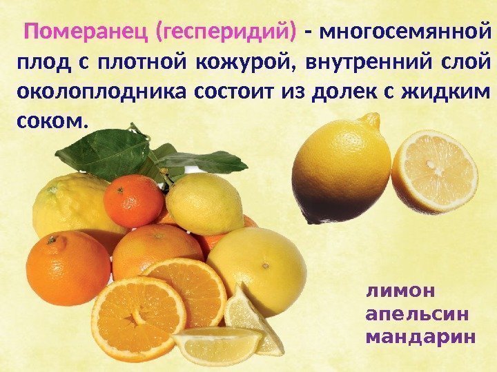  Померанец (гесперидий) - многосемянной плод с плотной кожурой,  внутренний слой околоплодника состоит