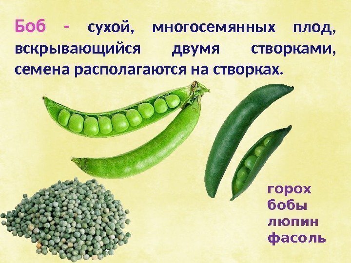 Боб -  сухой,  многосемянных плод,  вскрывающийся двумя створками,  семена располагаются
