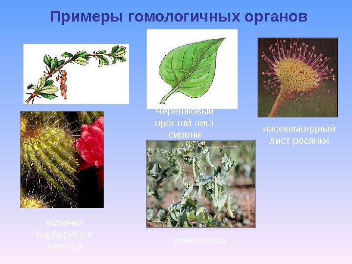 Примеры гомологичных органов насекомоядный лист росянки колючки барбариса и кактуса усик гороха. Черешковый простой