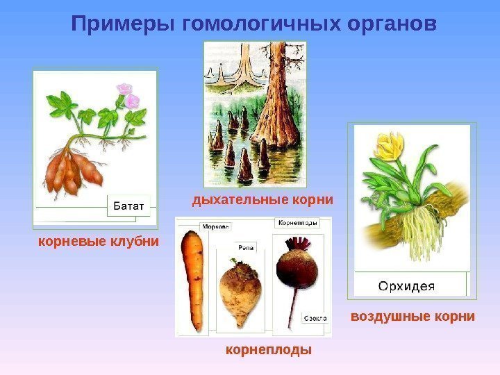 Примеры гомологичных органов корневые клубни дыхательные корни воздушные корни корнеплоды 
