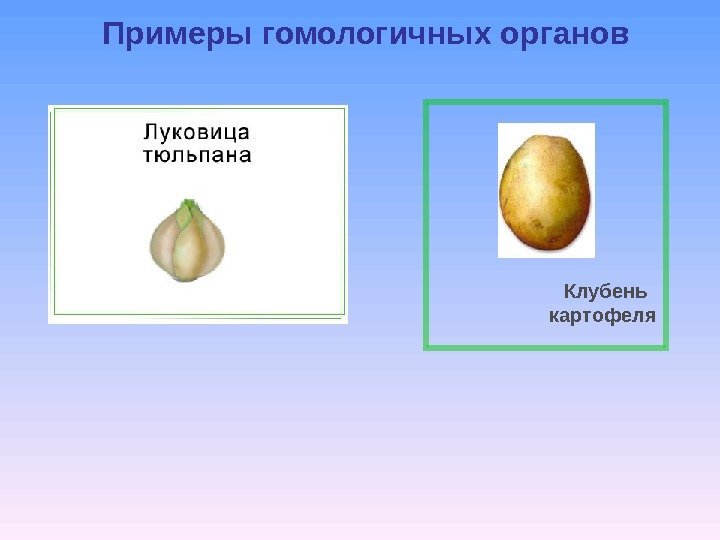 Примеры гомологичных органов  Клубень картофеля 