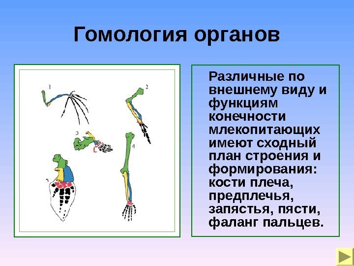 Гомология органов Различные по внешнему виду и функциям конечности млекопитающих имеют сходный план строения