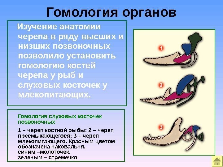 Гомология органов Гомология слуховых косточек позвоночных 1 – череп костной рыбы; 2 – череп