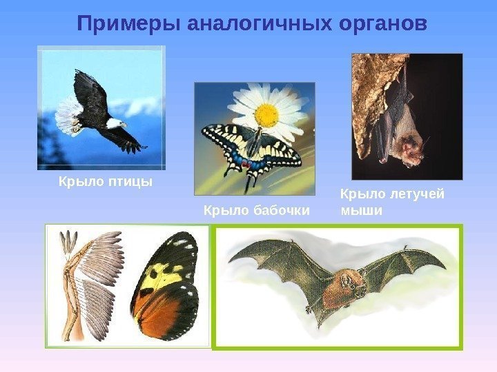 Примеры аналогичных органов Крыло летучей мыши. Крыло бабочки. Крыло птицы 