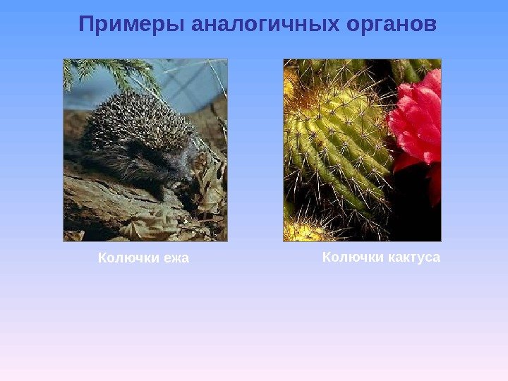 Примеры аналогичных органов Колючки кактуса Колючки ежа 