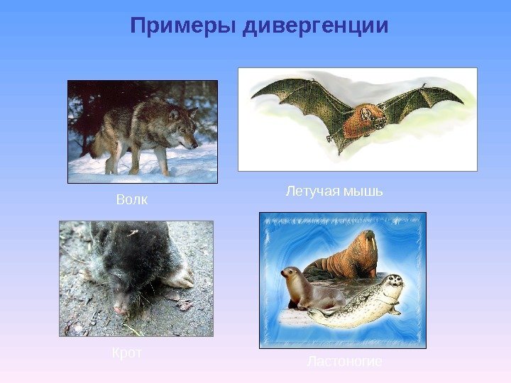 Примеры дивергенции Ластоногие Крот Волк Летучая мышь 