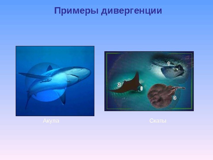 Примеры дивергенции Акула Скаты 