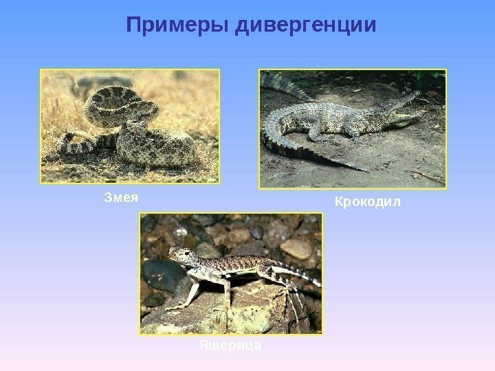 Примеры дивергенции Змея  Крокодил  Ящерица 