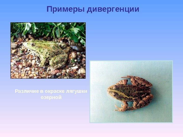 Примеры дивергенции Различие в окраске лягушки озерной 