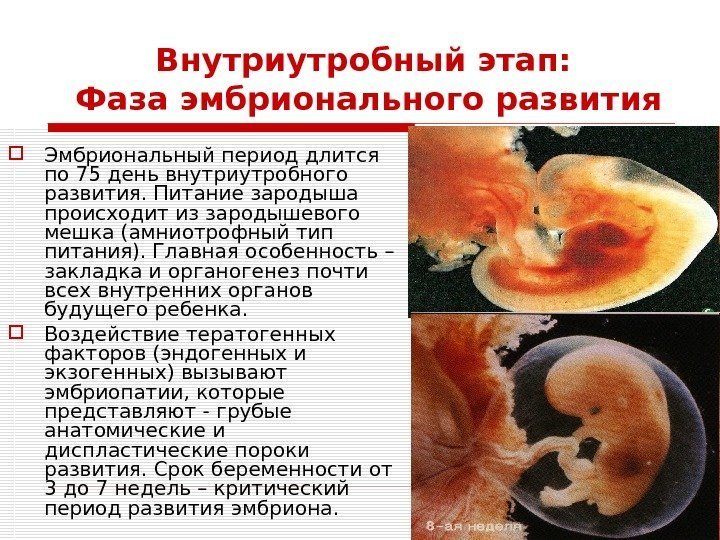 Внутриутробный этап:  Фаза эмбрионального развития Эмбриональный период длится по 75 день внутриутробного развития.