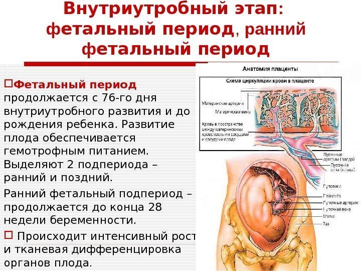 Внутриутробный этап :  ф етальный период ,  ранний ф етальный период Фетальный