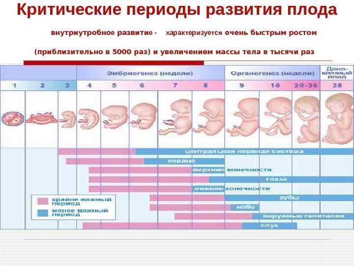 Критические периоды развития плода  внутриутробно е развити е -  характеризуется очень быстрым