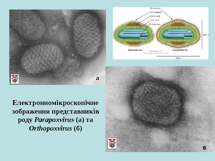 Електронномікроскопічне зображення представників роду Parapoxvirus  (а) та Orthopoxvirus (б) а б 