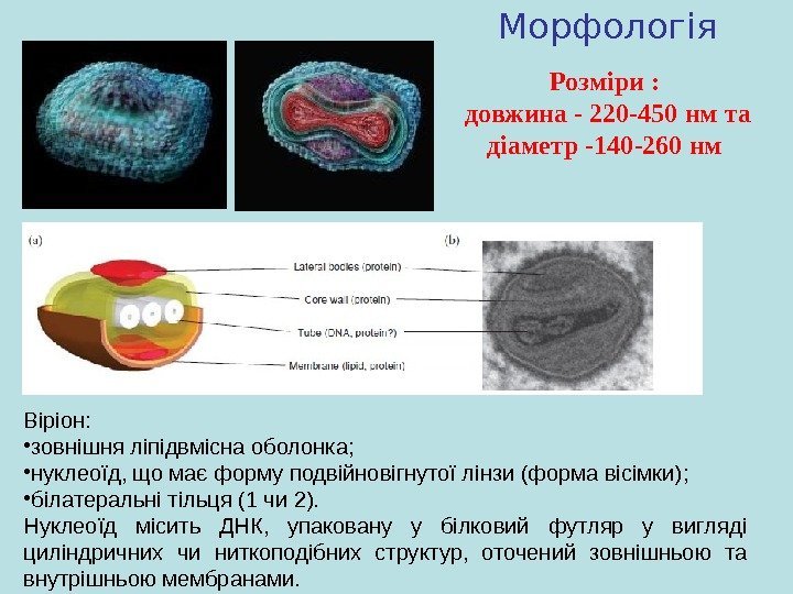 Віріон:  • зовнішня ліпідвмісна оболонка ;  • нуклеоїд, що має форму подвійновігнутої