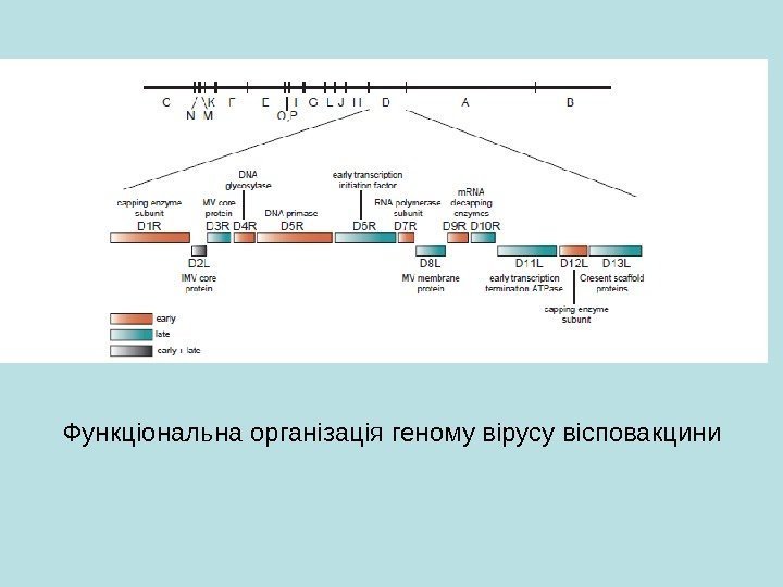 Функціональна організація геному вірусу вісповакцини 