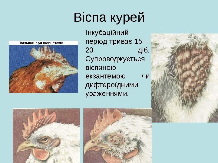 Віспа курей Інкубаційний період триває 15— 20 діб.  Супроводжується віспяною екзантемою чи дифтероїдними