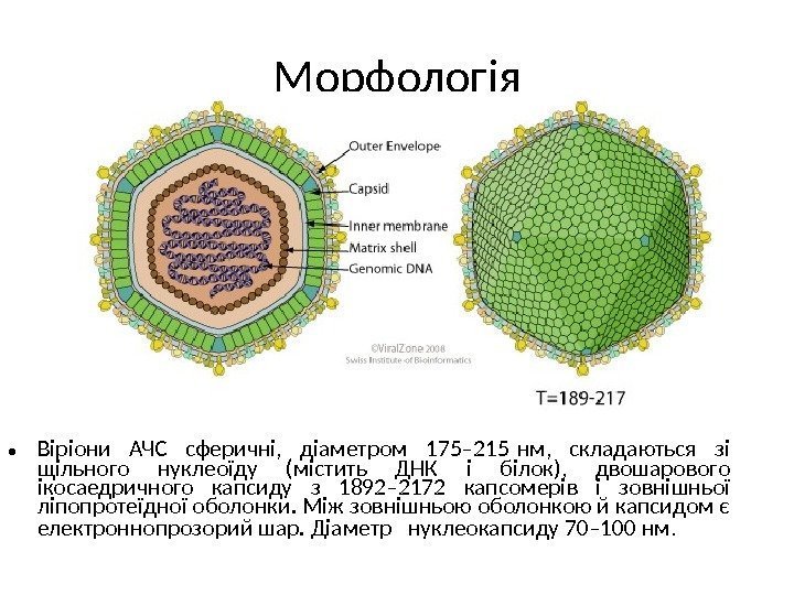 Морфологія • Віріони АЧС сферичні,  діаметром 175– 215 нм,  складаються зі щільного