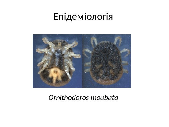 Епідеміологія Ornithodoros moubata 