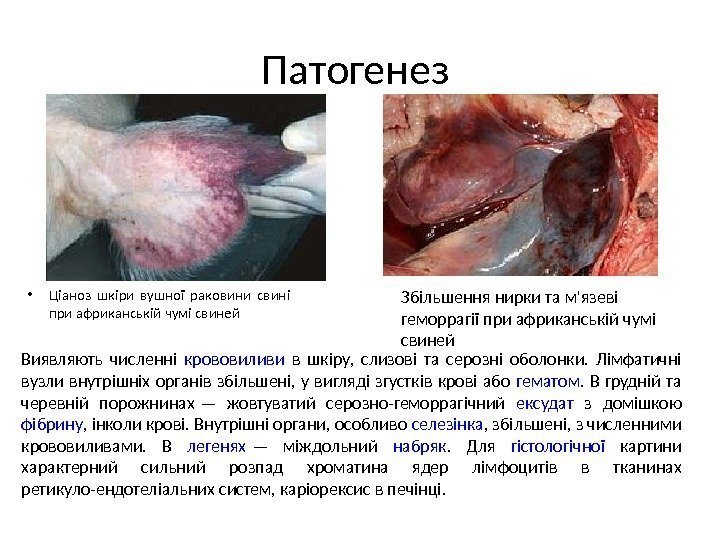 Патогенез  • Ціаноз шкіри вушної раковини свині при африканській чумі свиней Збільшення нирки