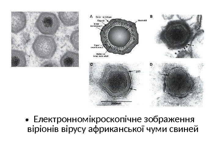  • Електронномікроскопічне зображення віріонів вірусу африканської чуми свиней  