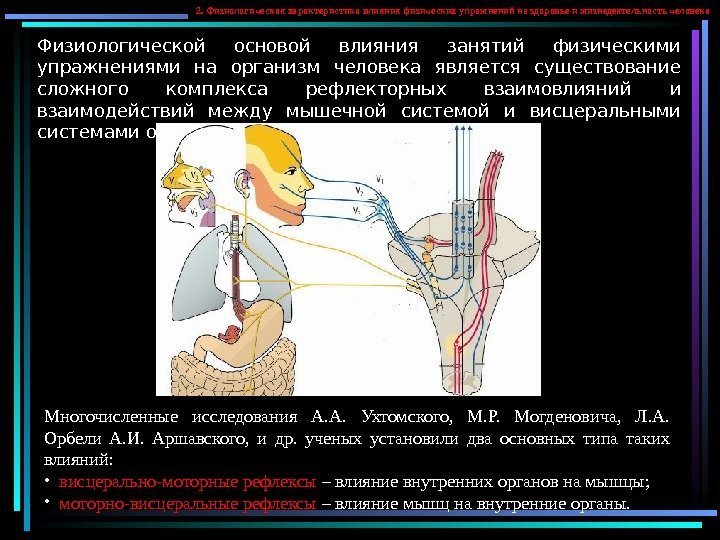   Физиологической основой влияния занятий физическими упражнениями на организм человека является существование сложного