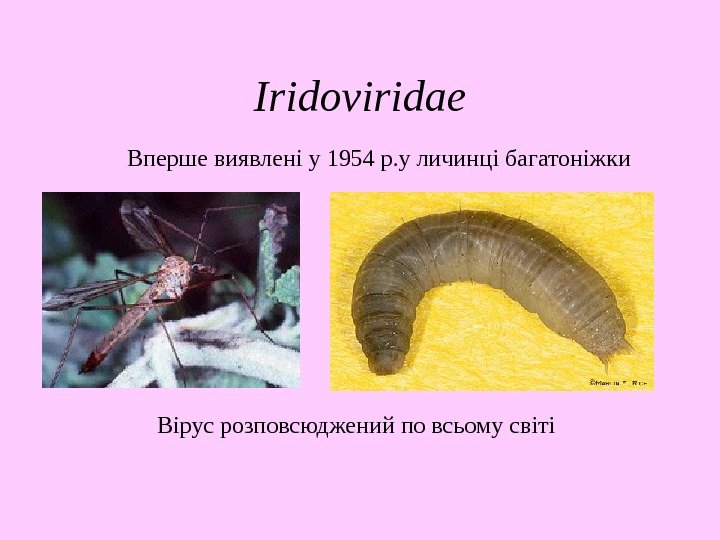   Iridoviridae Вперше виявлені у 1954 р. у личинці багатоніжки Вірус розповсюджений по