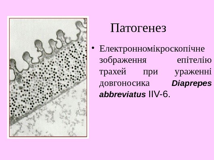   Патогенез  • Електронномікроскопічне зображення епітелію трахей при ураженні довгоносика Diaprepes abbreviatus