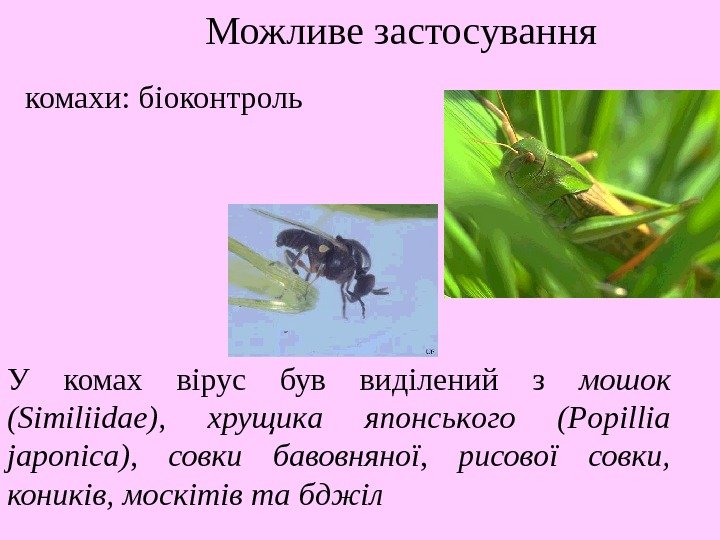   Можливе застосування комахи :  біоконтроль У комах вірус був виділений з