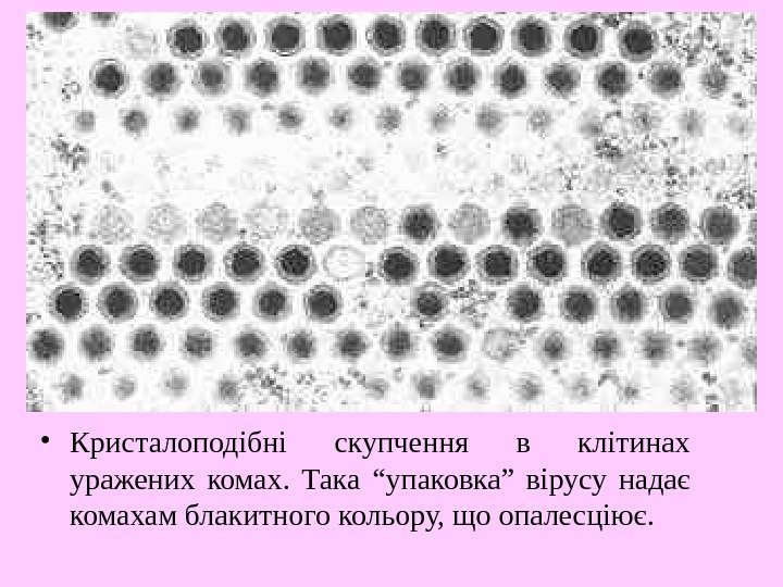   • Кристалоподібні скупчення в клітинах уражених комах.  Така “упаковка” вірусу надає