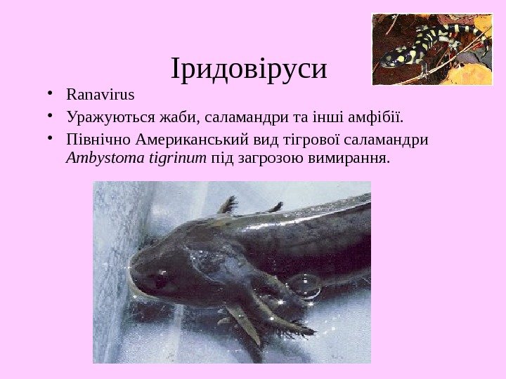   Іридовіруси  • Ranavirus • Уражуються жаби, саламандри та інші амфібії. 