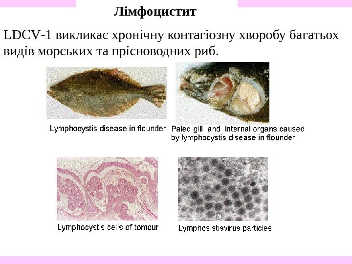   Лімфоцистит LDCV -1 викликає хронічну контагіозну хворобу багатьох видів морських та прісноводних