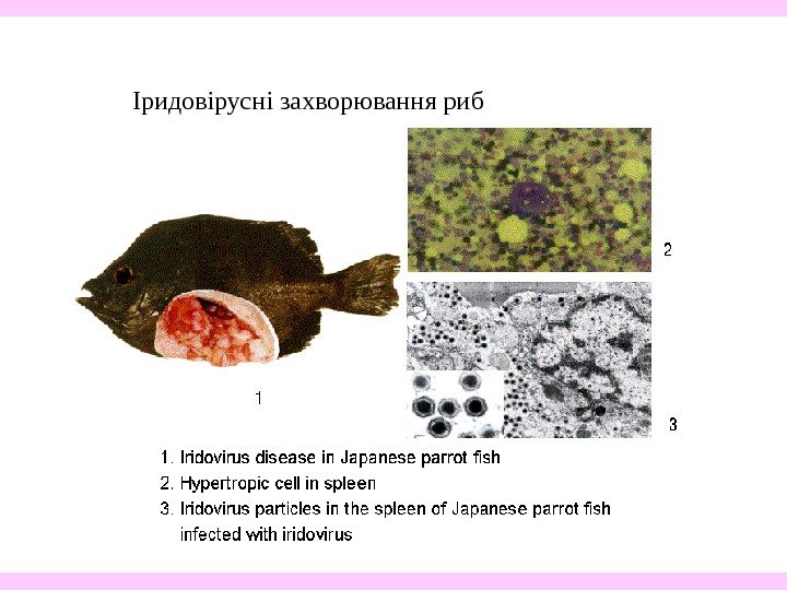   Іридовірусні захворювання риб 