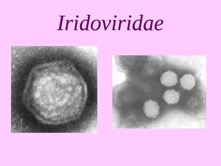   Iridoviridae 