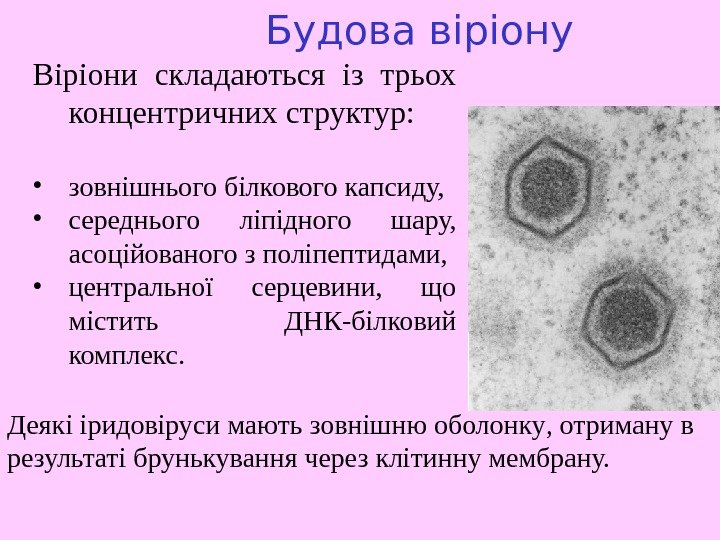   Будова віріону Віріони складаються із трьох концентричних структур:  • зовнішнього білкового