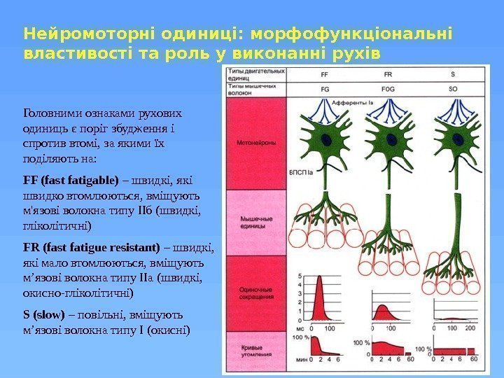 Нейромоторні одиниці: морфофункціональні властивості та роль у виконанні рухів Головними ознаками рухових одиниць є