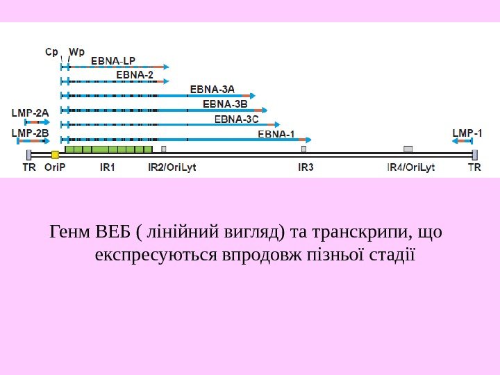   Генм ВЕБ ( лінійний вигляд) та транскрипи, що експресуються впродовж пізньої стадії