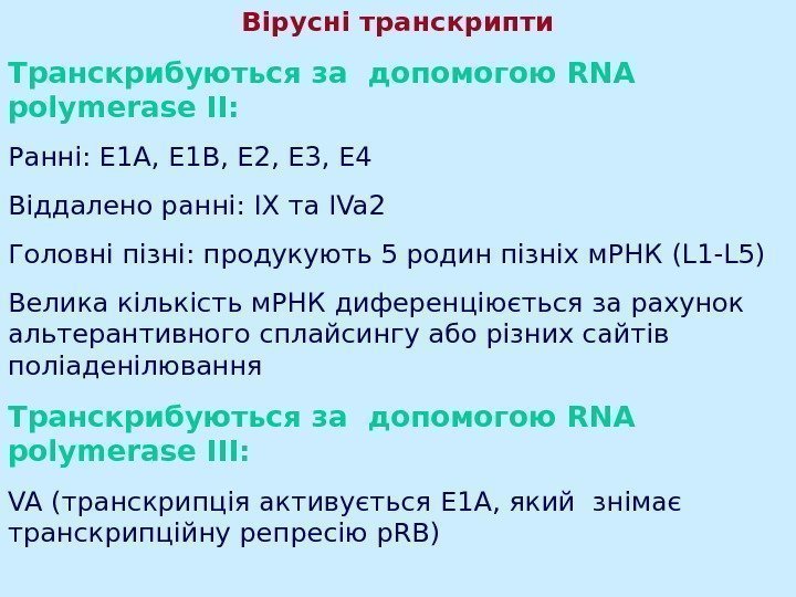   Вірусні транскрипти Транскрибуються за допомогою RNA polymerase II: Ранні : E 1