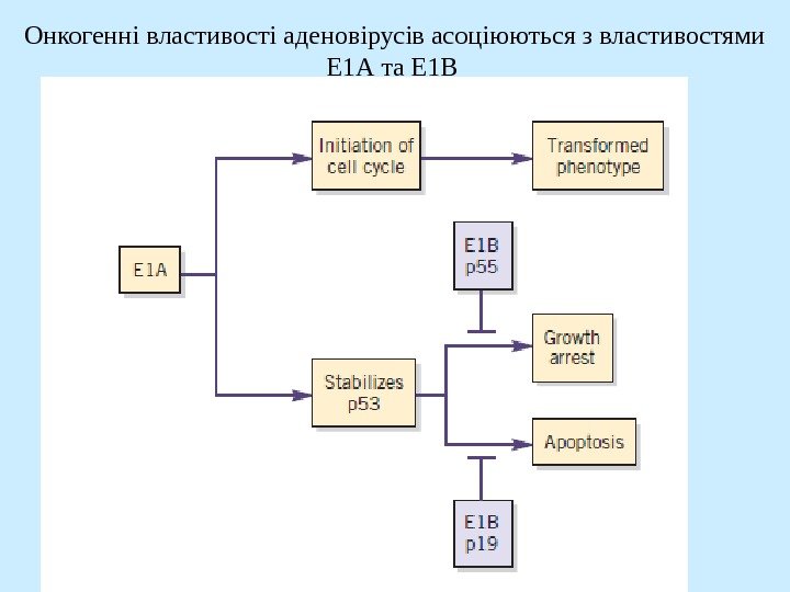   Онкогенні властивості аденовірусів асоціюються з властивостями Е 1 А та Е 1