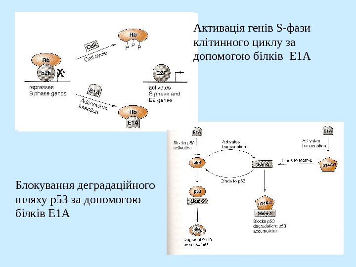   Активація генів S -фази клітинного циклу за допомогою білків  E 1