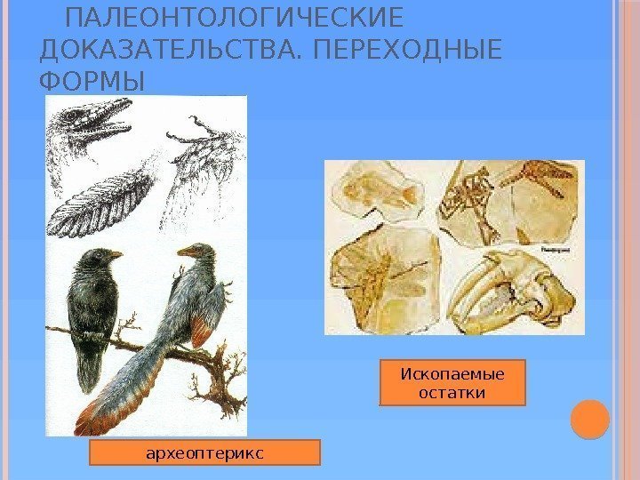   ПАЛЕОНТОЛОГИЧЕСКИЕ ДОКАЗАТЕЛЬСТВА. ПЕРЕХОДНЫЕ ФОРМЫ Ископаемые остатки археоптерикс 