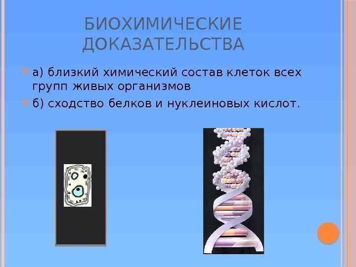 БИОХИМИЧЕСКИЕ ДОКАЗАТЕЛЬСТВА а) близкий химический состав клеток всех групп живых организмов б) сходство белков