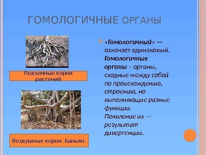 ГОМОЛОГИЧНЫЕ ОРГАНЫ  « Гомологичный » — означает одинаковый. Гомологичные органы - органы, 