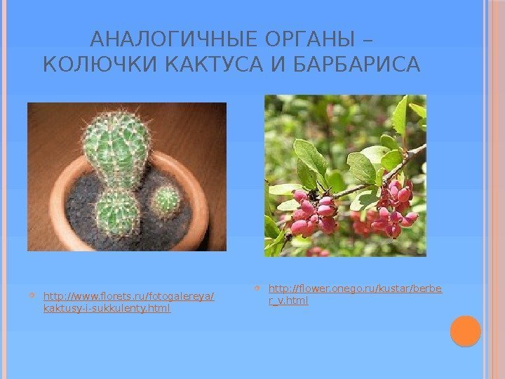 АНАЛОГИЧНЫЕ ОРГАНЫ – КОЛЮЧКИ КАКТУСА И БАРБАРИСА http: //flower. onego. ru/kustar/berbe r_v. html http: