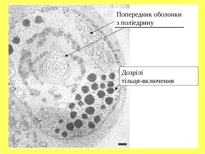 Попередник оболонки з поліедрину Дозрілі тільця-включення 