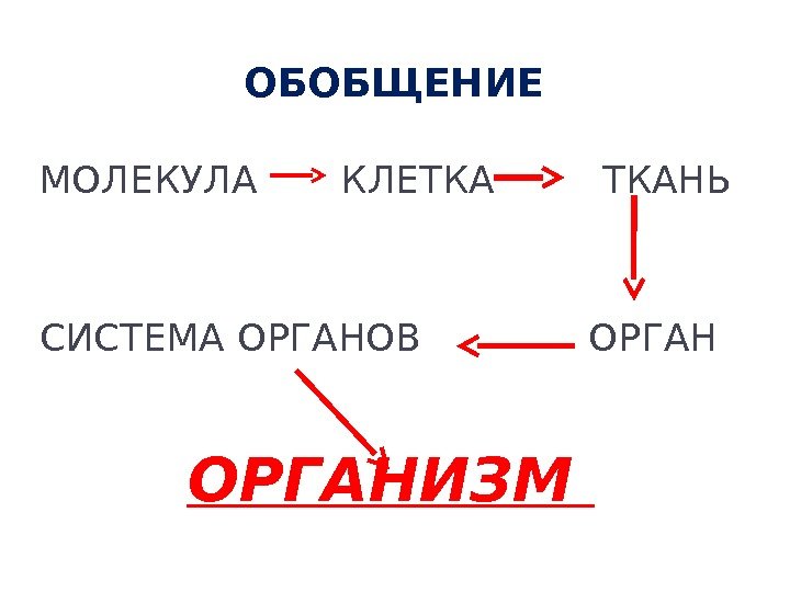 ОБОБЩЕНИЕ МОЛЕКУЛА  КЛЕТКА   ТКАНЬ СИСТЕМА ОРГАНОВ   ОРГАНИЗМ  