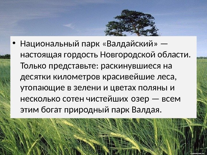  • Национальный парк «Валдайский» — настоящая гордость Новгородской области.  Только представьте: раскинувшиеся