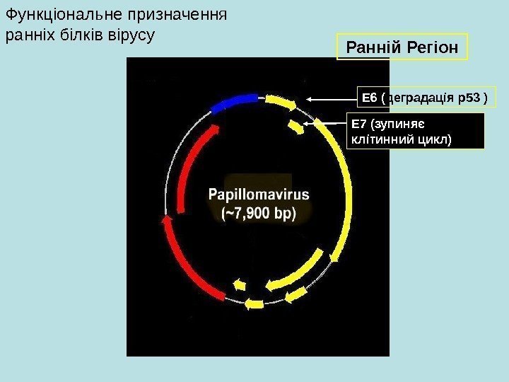   E 7 ( зупиняє клітинний цикл )E 6 ( деградація p 53