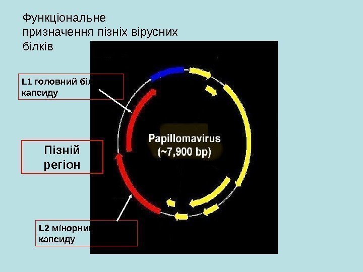   Пізній регіон L 2 мінорний білок капсиду. L 1 головний білок капсиду