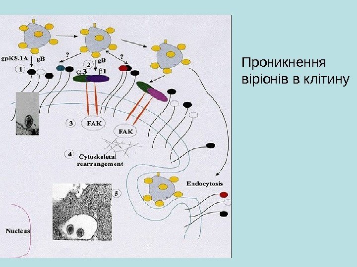   Проникнення віріонів в клітину 